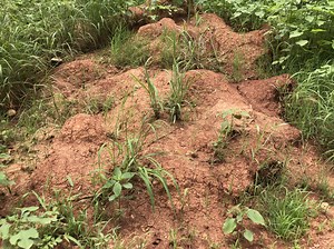 VIDEO: Man Attempts To Get Rid Of Bugs In His Yard By Blowing Up Everything