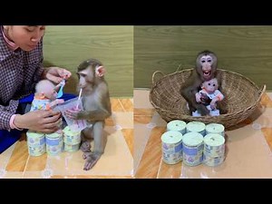 🐵 Adorable Baby Monkey Feeding Time with Caring Monkey Family ❤️