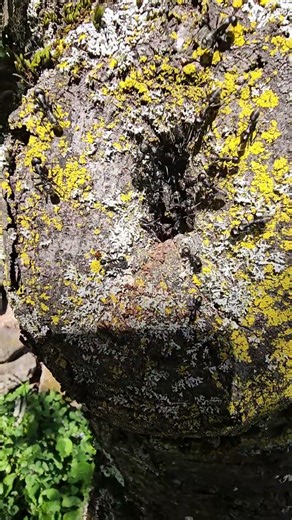 rencontre avec l extraordinaire (fourmis geantes)