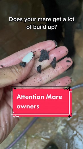 Effective Mare Sheath Cleaning Tips for Horse Health | Grooming Routine