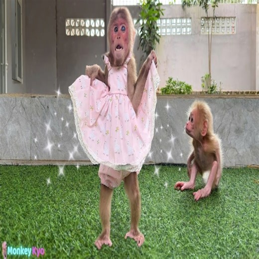 So funny! Monkey Kyo runs to take a bath and put on new clothes to surprise BuNa! #reels #reelfb #funny #fyp #adorable #animal #monkey #babymonkey #MonkeyBaby #monkeys #animals | Slingshot ride