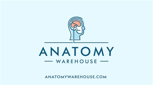 Tired of learning from blurry charts and outdated textbooks? It's time to get hands-on. Our realistic anatomy models are built to give the next generation of medical professionals the edge they need. | Anatomy Warehouse | Facebook