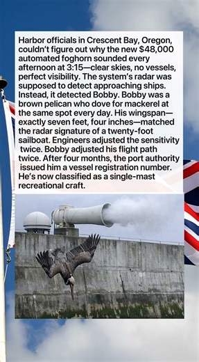 AUTOMATED FOGHORN THINKS A PELICAN IS A REAL BOAT 🦤🌫️😂