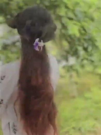 අලුත් එකට හැදුවද !! 🤩🖤📌💐 #netharuq51 #capcut #capcut_edit #viral_fyp #Love #foryoupage #fypシ