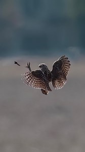 24K views · 454 reactions | Amazing Wildlife moment! Burrowing Owl catches a Green June Beatle (June Bug) in midair. . . . #owls #burrowingowl #junebug #tinyowls | Ta2020photography | Facebook