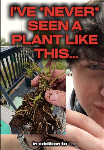 i have a nerdy one for my plant people tonight 🪴🧠😂 while repotting this anthurium i noticed neon green aerial roots and had to look twice. i've repotted hundreds of indoor plants and i've never seen root growth look quite like this before. if you've ever wondered what healthy roots look like when you're repotting houseplants, especially anthuriums, this is a really good example. not root rot. just active new growth. have you guys ever noticed roots like this before? am i late to the party or 