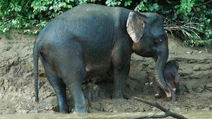 158K views · 593 shares | A mother elephant tries to save herself and her baby from drowning in the raging river. | National Geographic Animals | Facebook