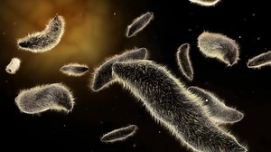 Download Microscopic visualization of paramecium for free