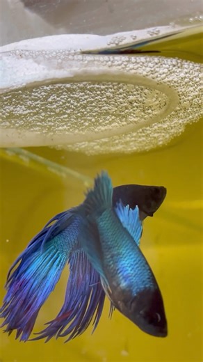 Cómo reproducir peces Betta Episodio 2️⃣ “cortejo y cuidado de los huevos” | Bettas LOTTO Colombia