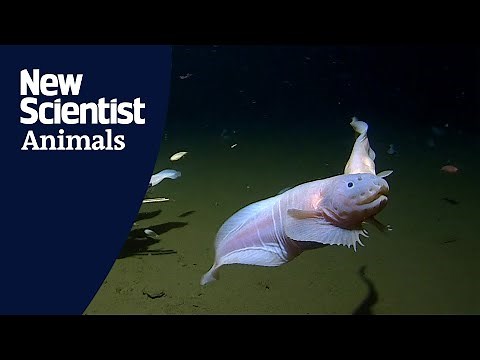 These are the deepest fish ever filmed