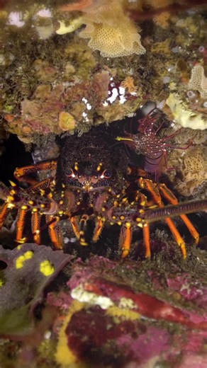 Southern Rock Lobsters are thriving in the Discovery Bay Marine National Park, thanks to the protection of its no-take zones. A. recent monitoring program used baited traps to survey lobsters in both protected and unprotected areas, revealing remarkable results. Lobsters inside the park were significantly larger and more abundant, with nearly five times the biomass of those outside. These findings highlight the importance of no-take zones in boosting key species and supporting the broader marine
