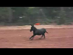 Miniature Donkey for sale