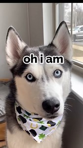 748K views · 10K reactions | MOON IS Irish on St Patricks day ☘️ #funnydog #talkingdog #cutedog #husky #doglife | The Husky Moon | Facebook