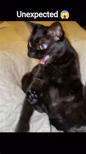 Wait… Why Is This Cat SO Mad?! 😾🔥#shorts #cats #unexpected #madcats #catreaction #somad #wait #meme