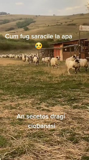 #viralvideo #fypシ #foryou #oitelemeledragi❤️🐑❤️ Cu bune cu rele nea mai răcorit bunul Dumnezeu umpic si azi 🙏🙏🙏