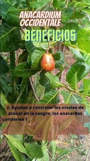 💥 Beneficios del Anacardo (Merey, Marañón, Castaña de Cajú)