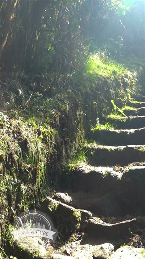 Finding Peace in Nature: A Relaxing Meditation Experience