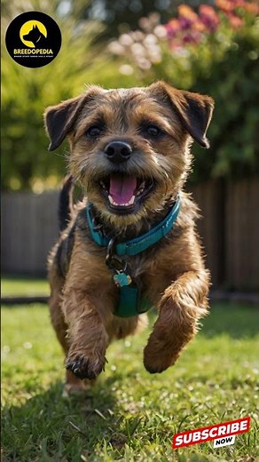 Why Border Terriers Are The Perfect Playful Companions for Families!