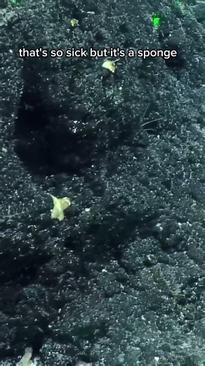 Did you know that some #deepseasponges are carnivorous?!