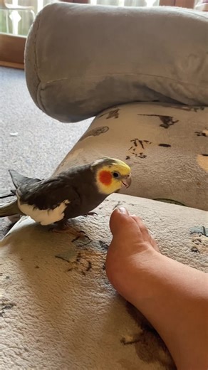 Understanding the Mind of a Cockatiel: Exploring the Fascinating Behavior of Pet Birds