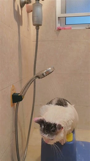 Obedient Cat's Fun Bath Time