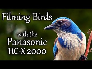 Filming Birds with the Panasonic HC-X2000