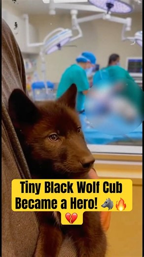 Tiny Black Wolf Cub Became a Hero! 🐺🔥💔