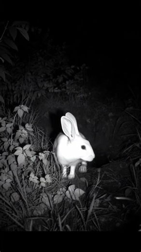 White rabbit emerging from a burrow (IR black & white)
