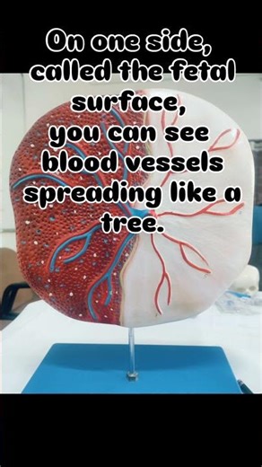 “Placenta – The baby’s lifeline inside the womb 🤰❤️#Placenta #Pregnancy#OBG #FetalDevelopment#Shorts