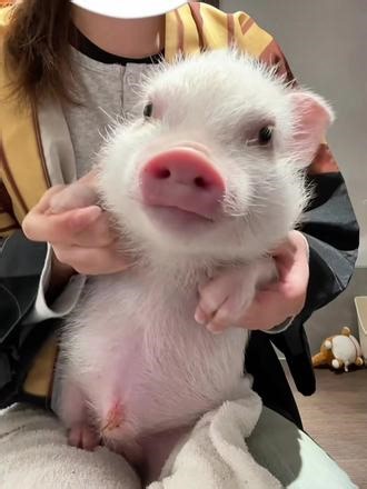 Rocky最老实的一集 #萌宠手势舞 #谁还没个隐藏技能 #铲屎官的迷惑行为 #动物成精 #软萌宝宝已上线