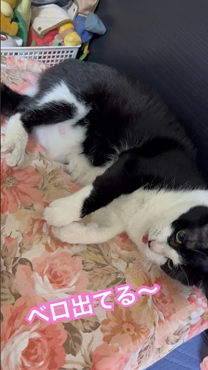 ベロ出てて笑ってしまった #cat #猫のいる暮らし #猫 #ハチワレ猫 #catmovie #猫動画 #猫のいる生活 #猫の舌 #shorts