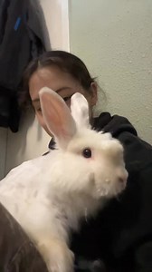 New year, new Bruce! It’s that time again to give our angora bun Bruce a haircut. This allows him to move freely without the pulling of knots and mats that eventually form from SO MUCH HAIR! He has a tendency to over groom himself when his hair is long too, so this is a medically necessary task to prevent GI upset and blockages. Check out all that floof!...#angora #bunny #rabbit #animals #sanctuary #sanctuarylife #pnw #groom #cute | One Heart Wild