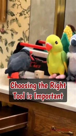 8.4K views · 568 reactions | Always choose the right tool for the job. #toolsofthetrade #einsteinparrot #EinsteinTheParrot #FunnyParrot #parrots #africangreyparrots #talkingparrot #ParrotVideos | Einstein the Talking Texan Parrot | Facebook