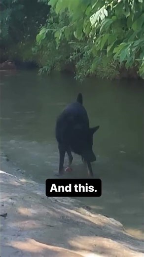 Keeping your dog protected from parasites using safe and effective medications like a combination of