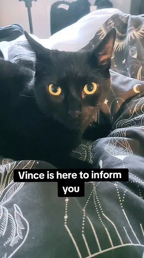 Using my cats to promote my gigs... Saturday Night - Duffy's Bar, Leicester. Sunday - The Carousel, Nottingham. Tickets in my bio! | Hex Poseur