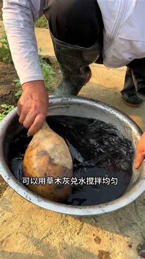 好多人说他用了草木灰没效果，蔬菜还是被虫咬了，那是因为方法没用对，今天跟大家聊一聊草木灰最常见的几个用法#自己种的纯天然的绿色蔬菜 #关注我一起学种菜 #种菜小技巧