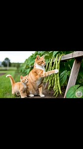 2.6K views · 96 reactions | Kitten_Helps_Mama_Cat_Fix_Broken_Road_While_Harvest_Grape_at_Farm_‍___Heartwarming_Story | Mk Gameplay | Facebook