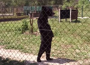 Video: This Bear Walking on Its Hind Legs is Incredibly Disturbing | OutdoorHub