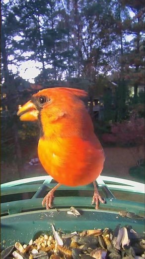 Northern Cardinal - End Of Day Visit