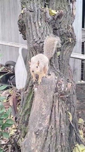 Sign your penny on the renny kine...@kibbysquirrel #shorts #youtubeshorts #love #like