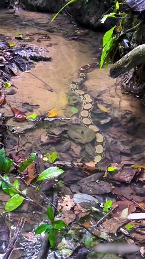 Epic Giant Python Jungle Dominion