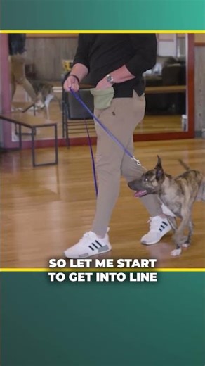 The Secret to a PERFECT HEEL: Tank’s Balanced Journey #shorts #dogshorts #dogtraining