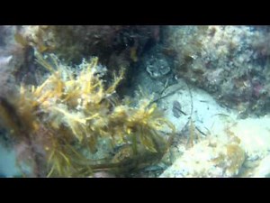 Diving For Abalone in Victoria