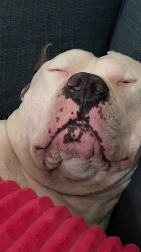 😍 #viral #americanstaffordshireterrier #tiktok #tiktok #foryou #doglife #staford #beograd