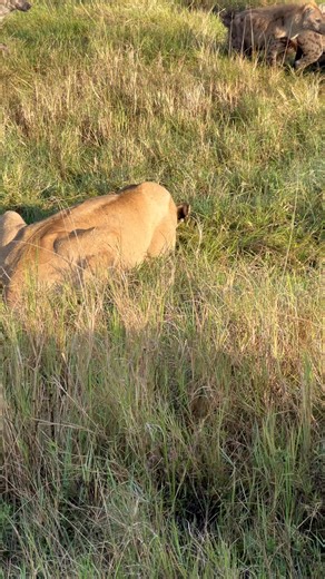 Marsh pride lioness Kito guarding kill from hyenas yesterday morning #zebraplsinsmoments #zebraplainscollection #magicalkenya | Zebra Plains Mara Camps - Zebra Plains Collection