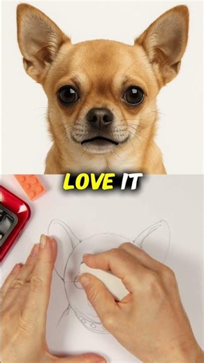 How to Draw a Chihuahua Dog #shorts