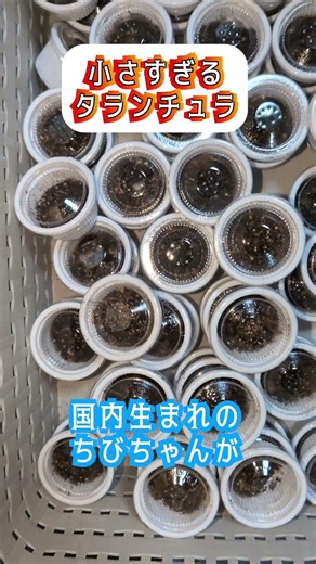 The Tiniest Tarantula | Kichuuya Sakaki