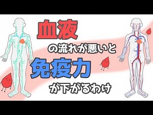 血流と免疫