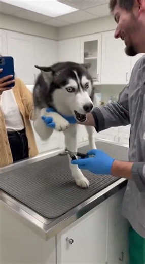 Husky Puppy Meets the Vet for the First Time! 🐺💉 | Cute Puppy Reaction #huskydrama