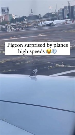 27K views · 241 reactions | Pigeon surprised by planes high speeds Scale Engine:https://linktr.ee/Dr.engine Use "DR15" Get 15% OFF | Dr. Engine | Facebook